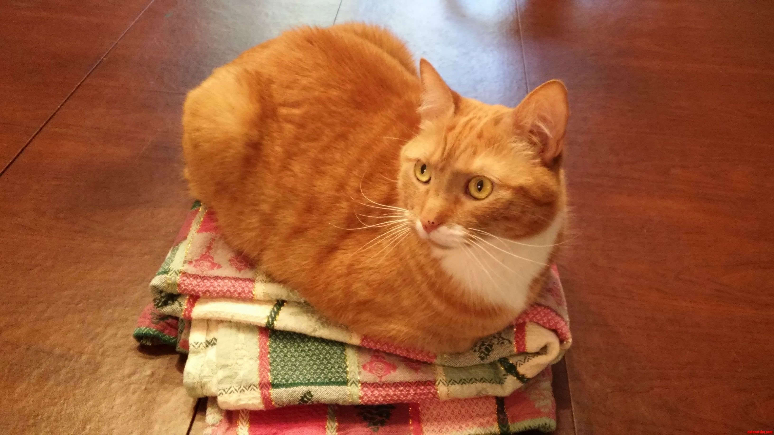 Loaf Atop a Pedestal of Folded Tablecloth