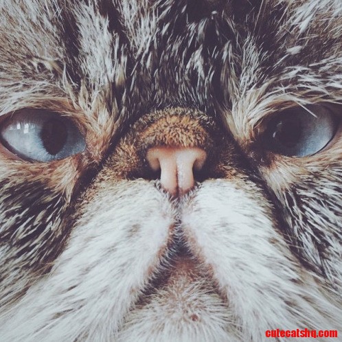 Look Into the Face of Cross-eyed Smoosh.