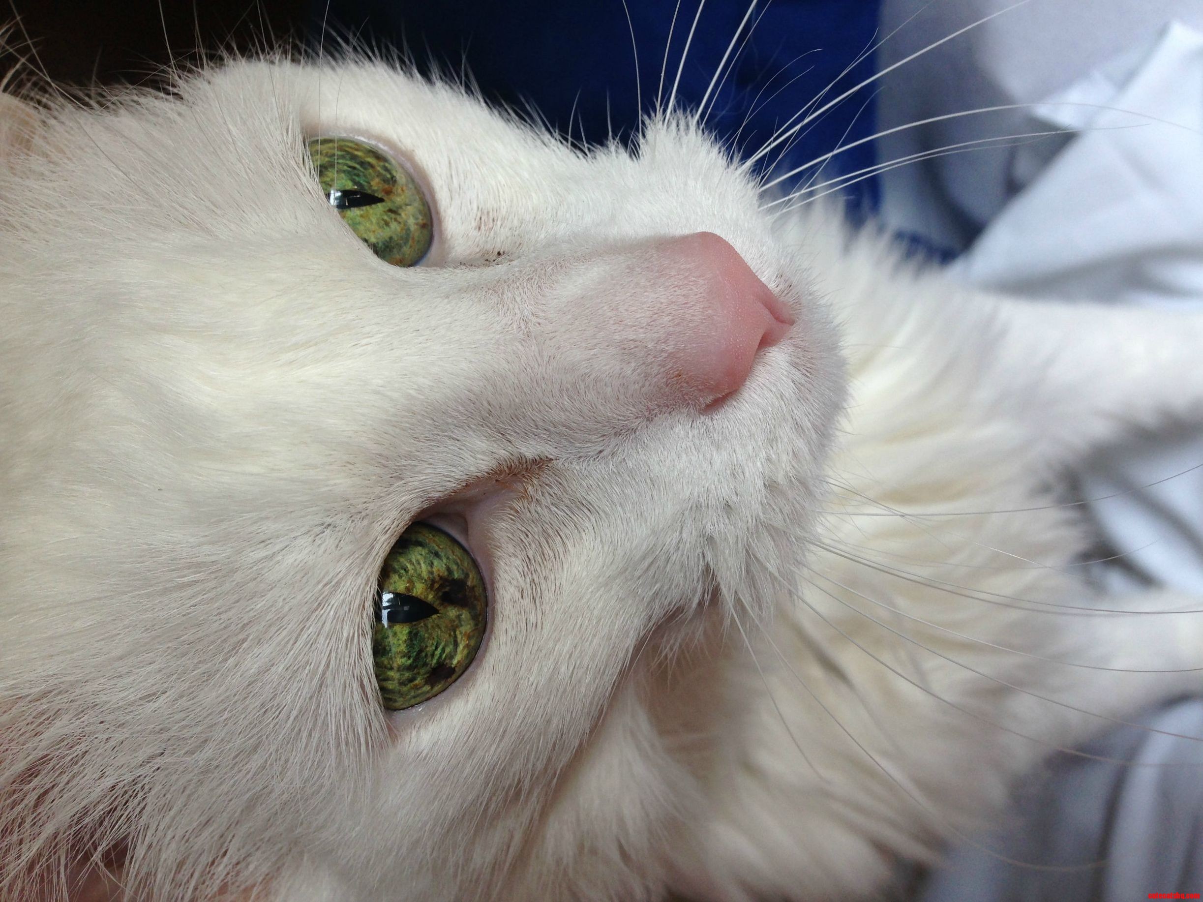 Lucy Has Jungle Eyes