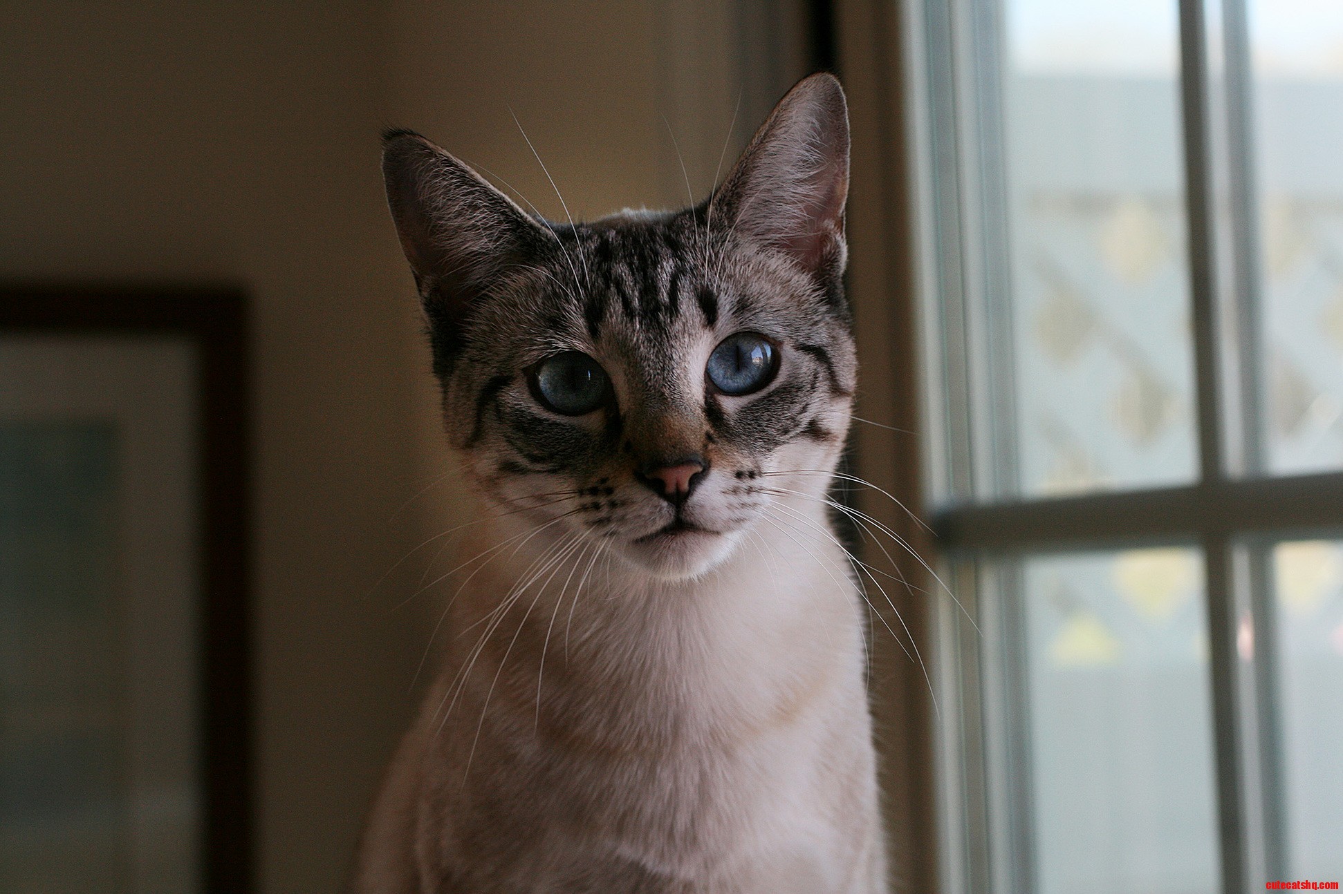 Lyra Is Almost Two Years Old but Shes Still My Little Kitten.