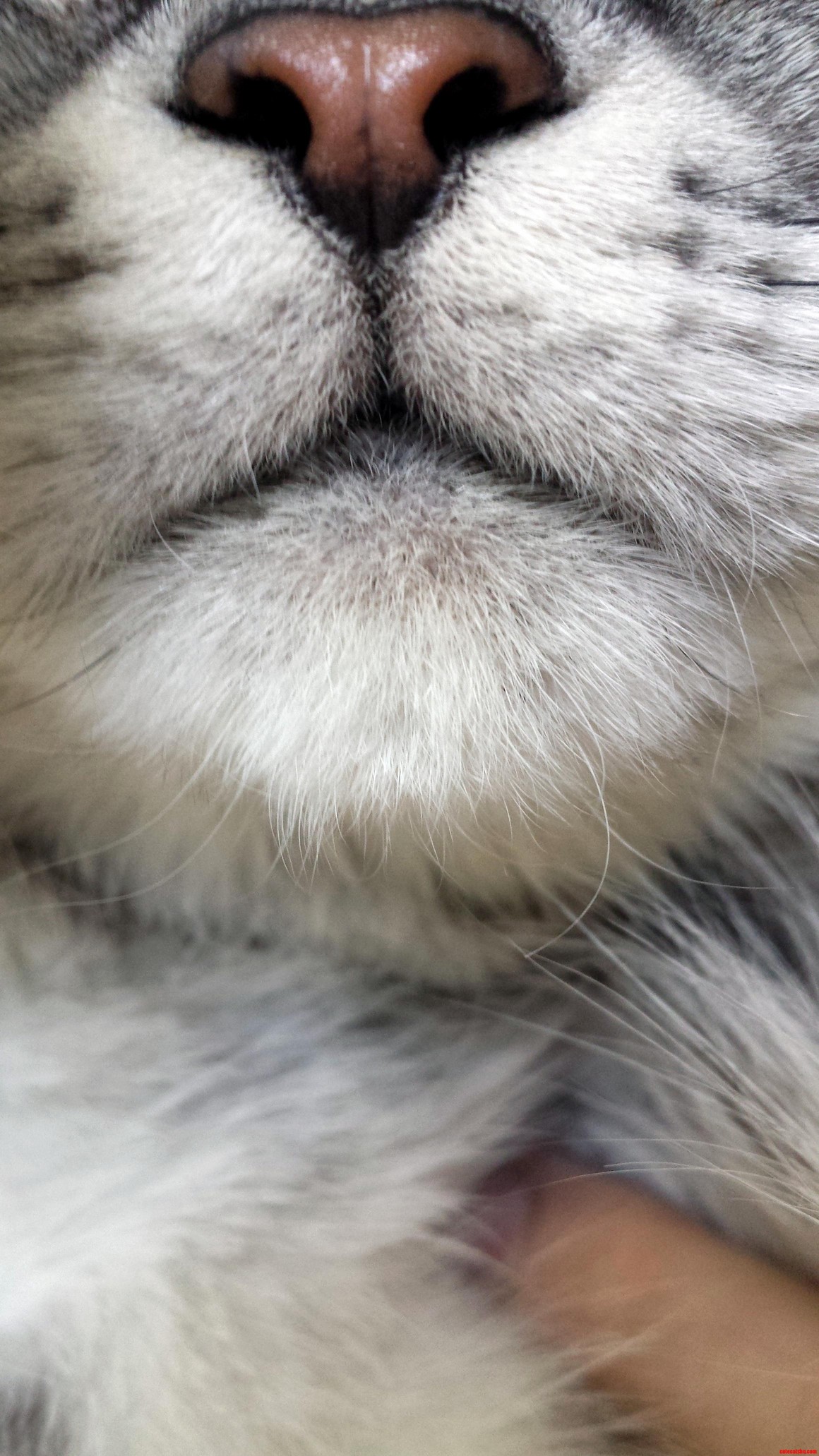 Majestic Mouth