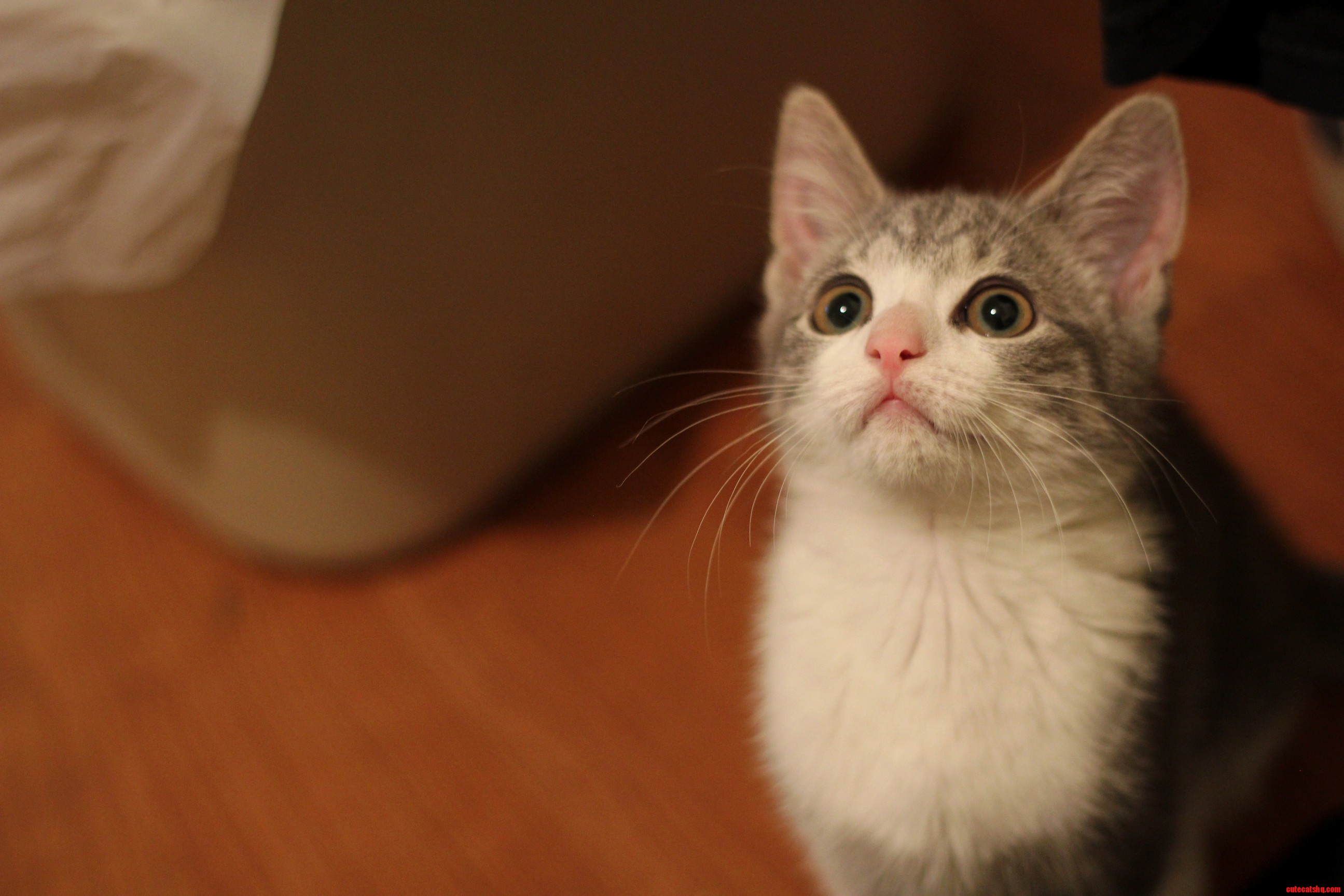 Meet Navi