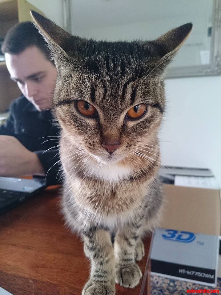 Meet Bumi My Liver Shunt Kitty.