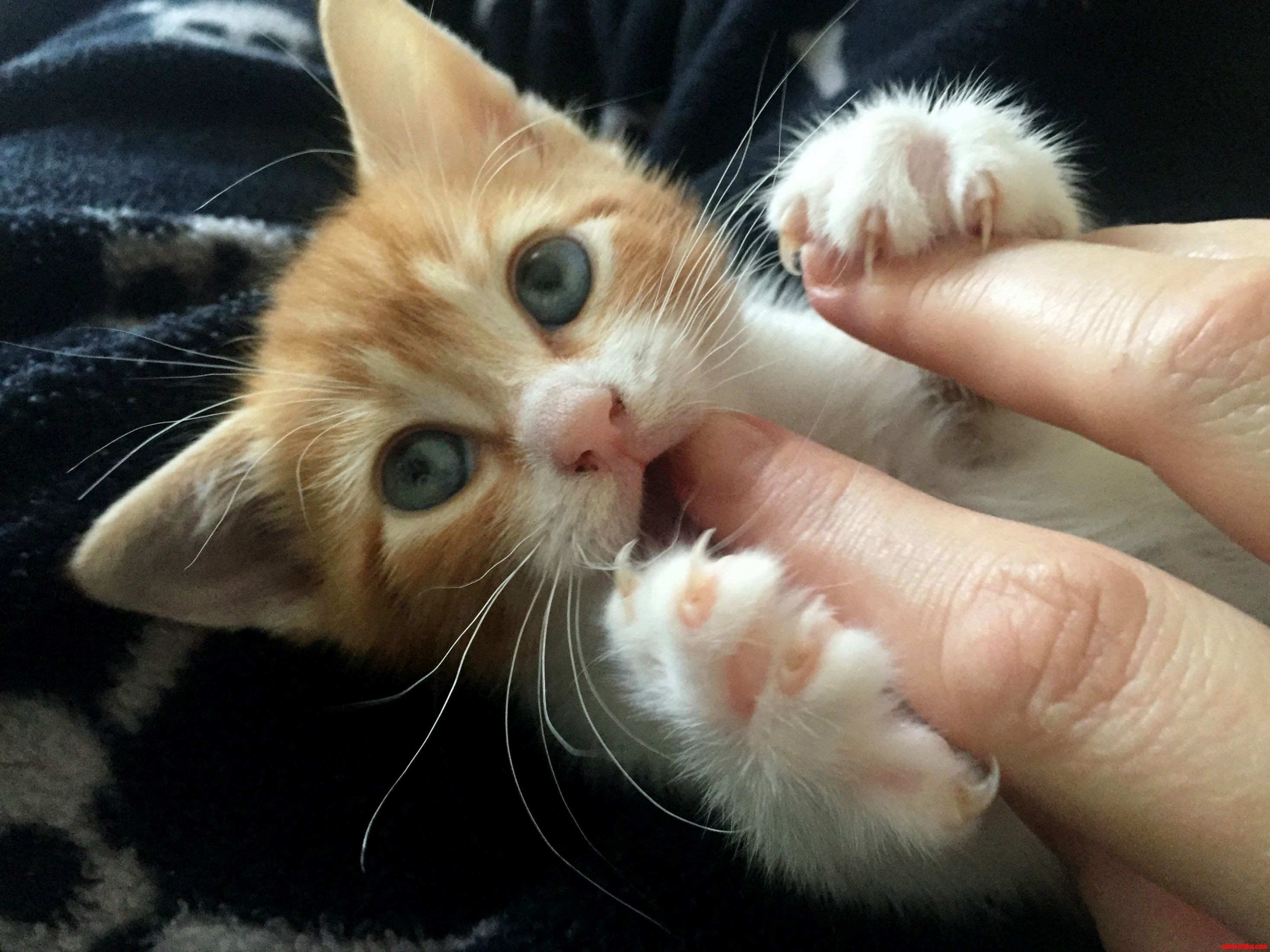 Meet Ginger Alan