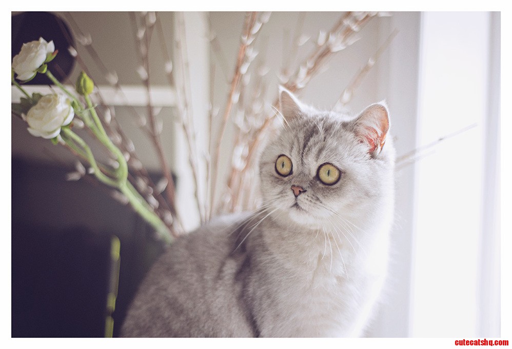 Meet My Kitty Coco