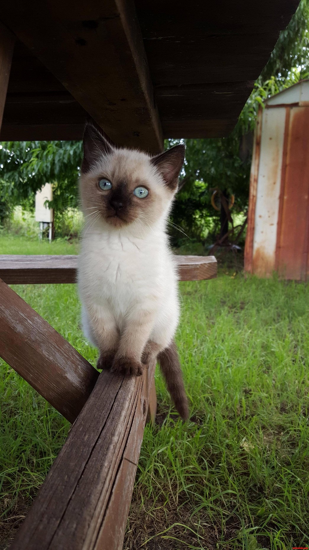 Meet with Siamese...