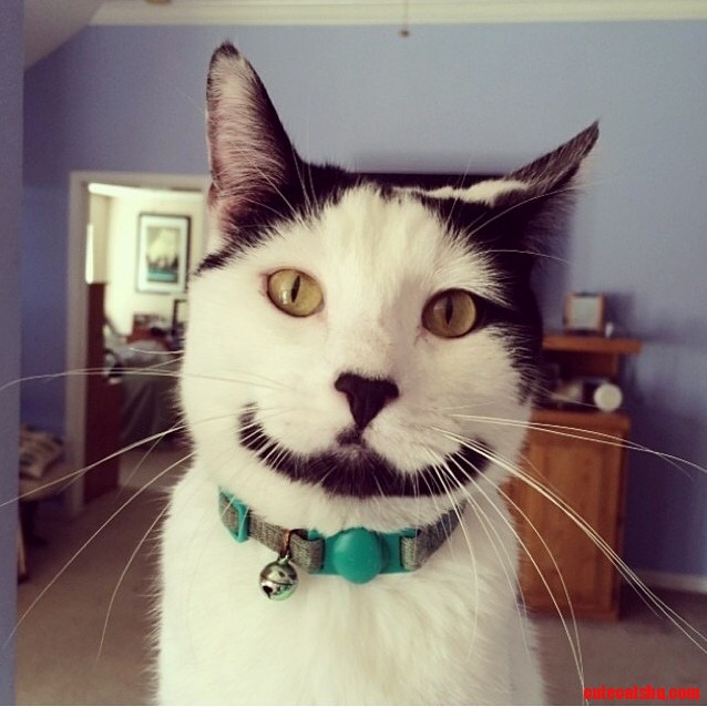 Meow So Serious
