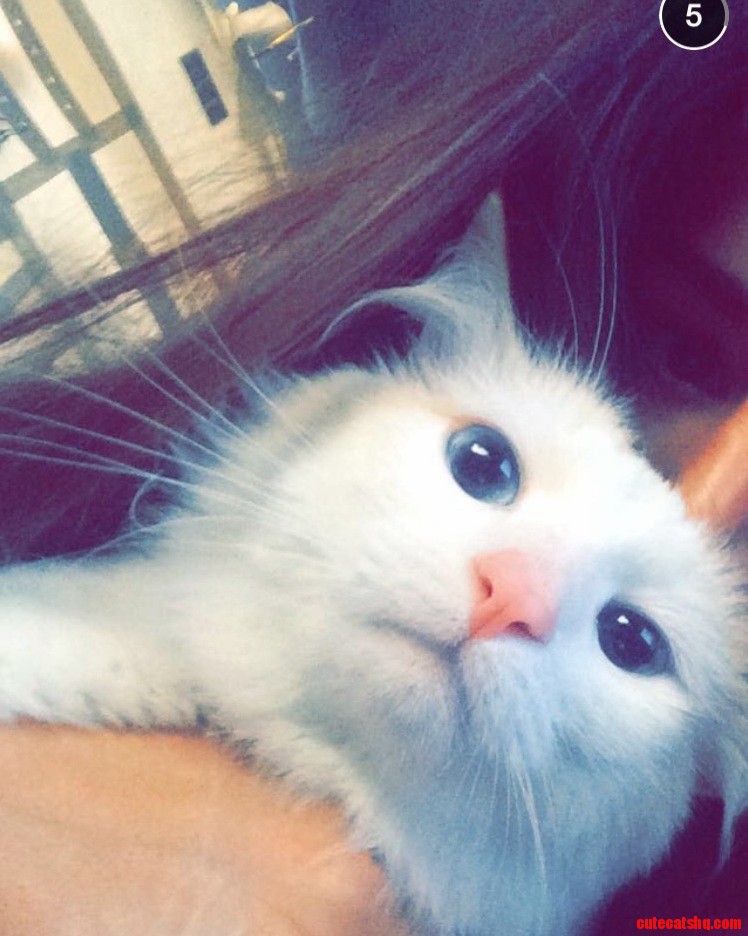 Muppet Cat