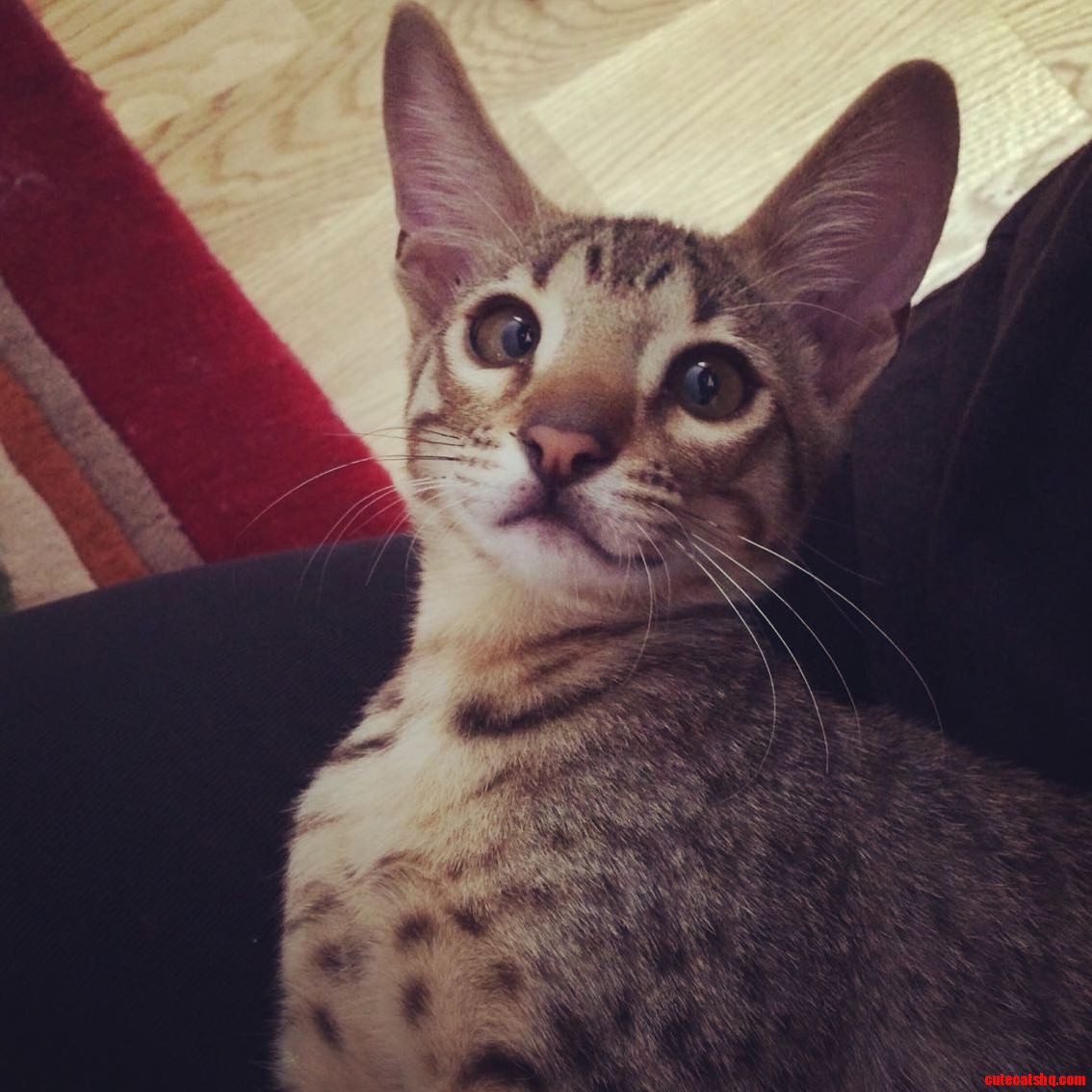 My Best Bud Nimra