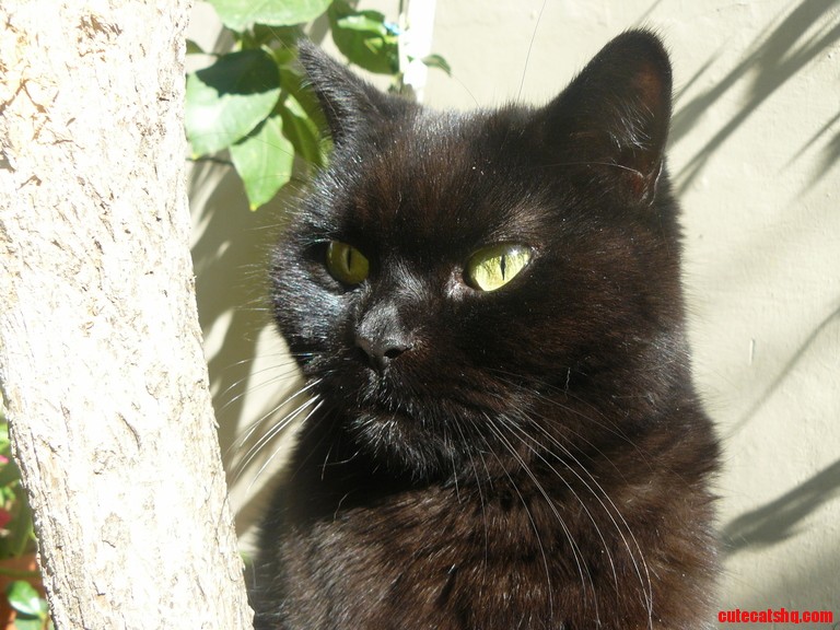 My Black Beauty.