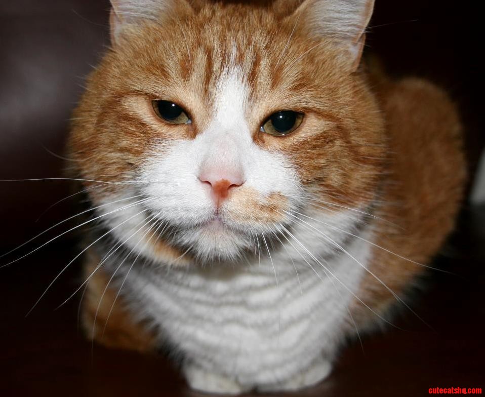 My Boy Toni We Had a Good 18 Years Together.