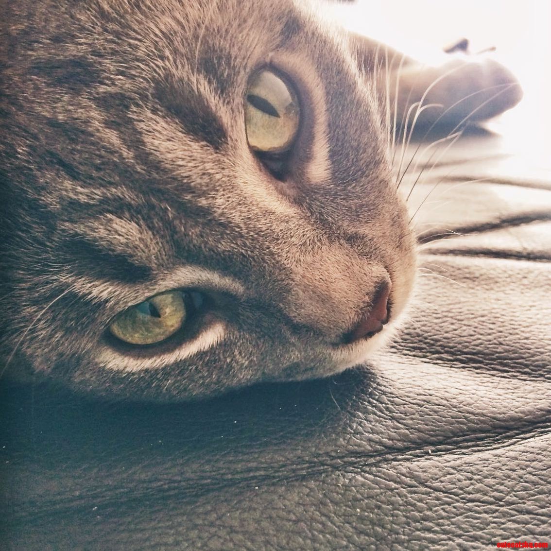 My Boy Relaxing
