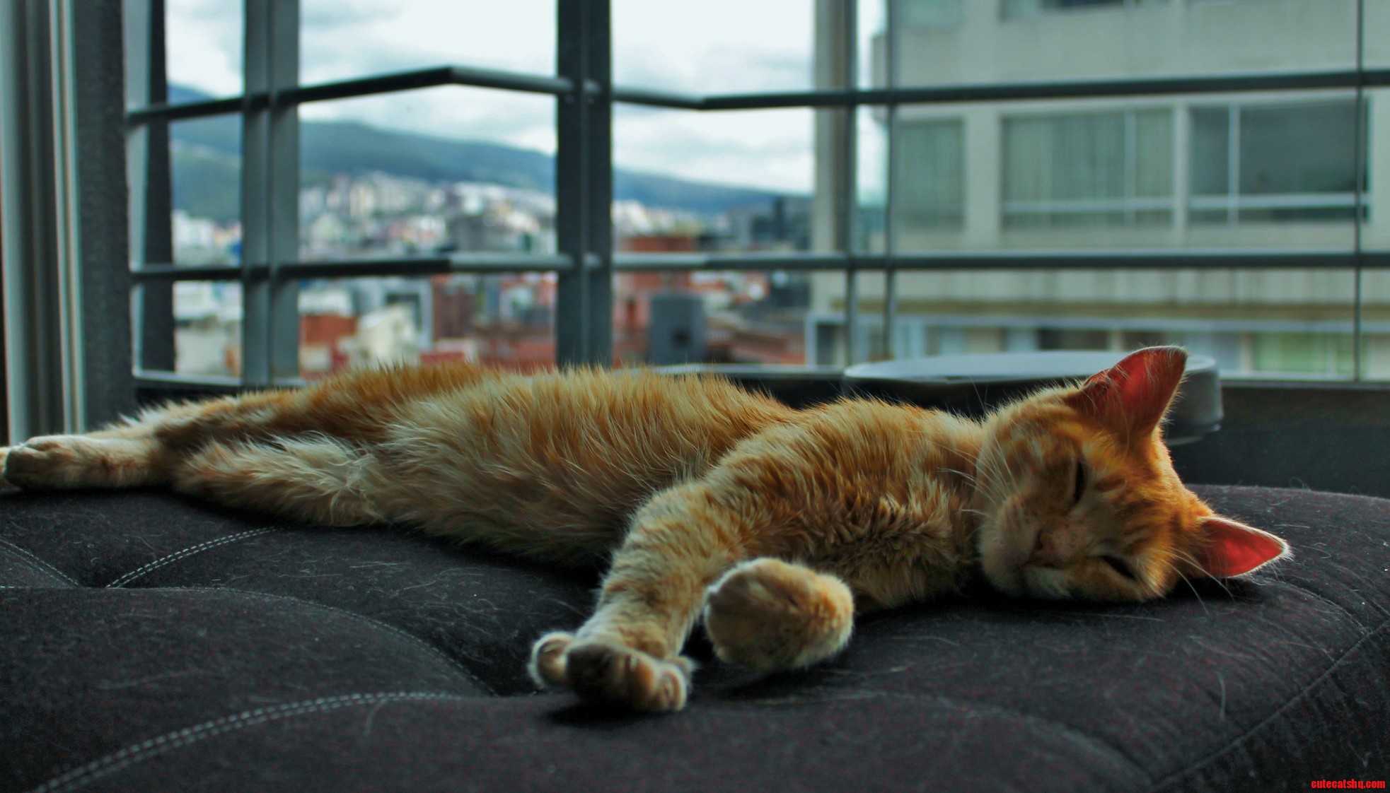 My Brand New Ecuadorian Kitty Kneads in His Sleep