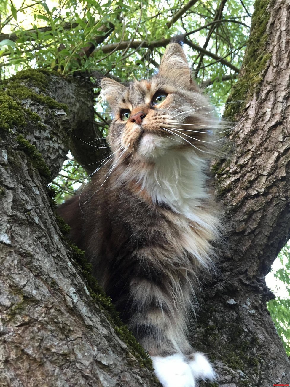My Cat Beatrice Effortlessly Photogenic Maine Coon Fool That She Is.