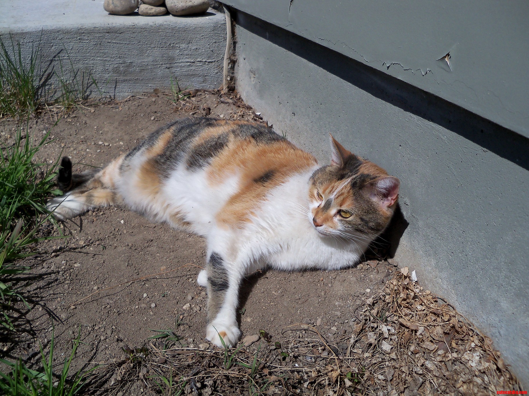 My Cat Abby Loves a Good Dirt Patch