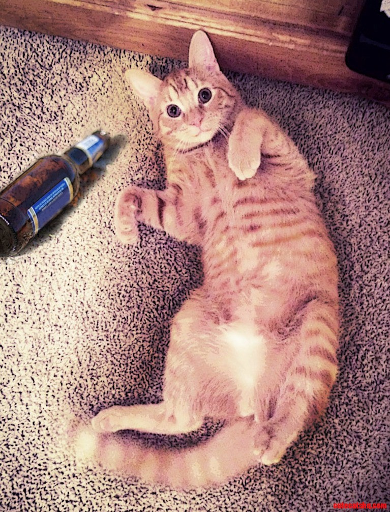 My Cat Laid Down Next to Bottle Perfect Timing...youre Drunk Kitty... Go Home
