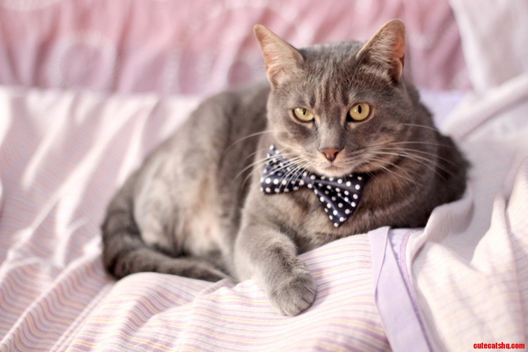 My Cat Looks Really Sophisticated in His New Bow Tie