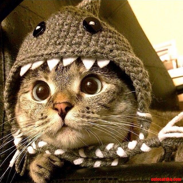 My Cousins Cat Wearing a Hat