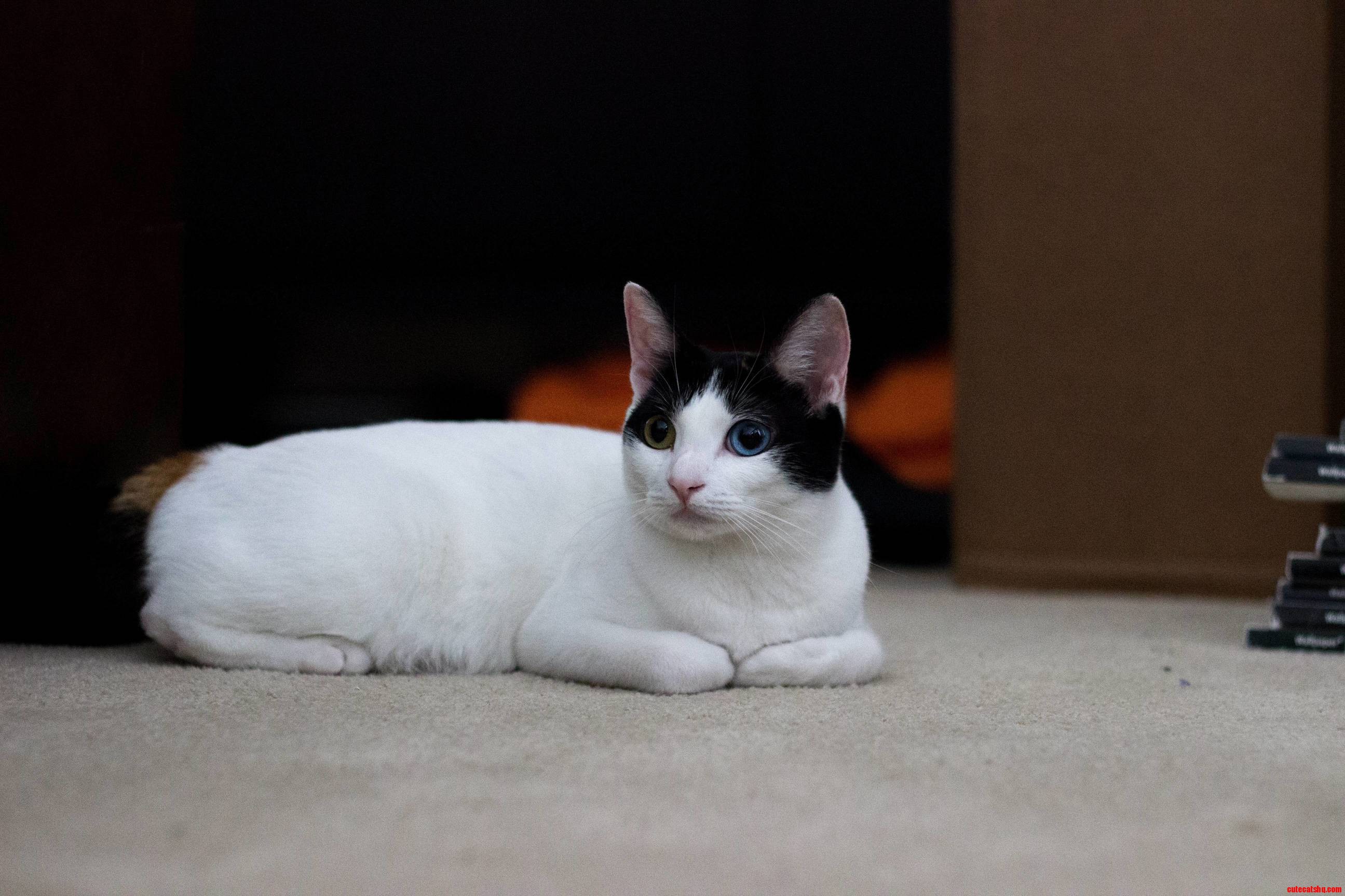 My Friends Japanese Bobtail Has Different Colored Eyes