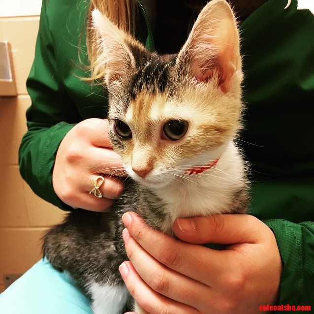 My Girlfriend and I Just Got a Cat Together Meet Maka