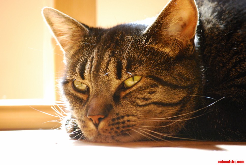 My Handsome Chap Enjoying a Sunday Afternoon
