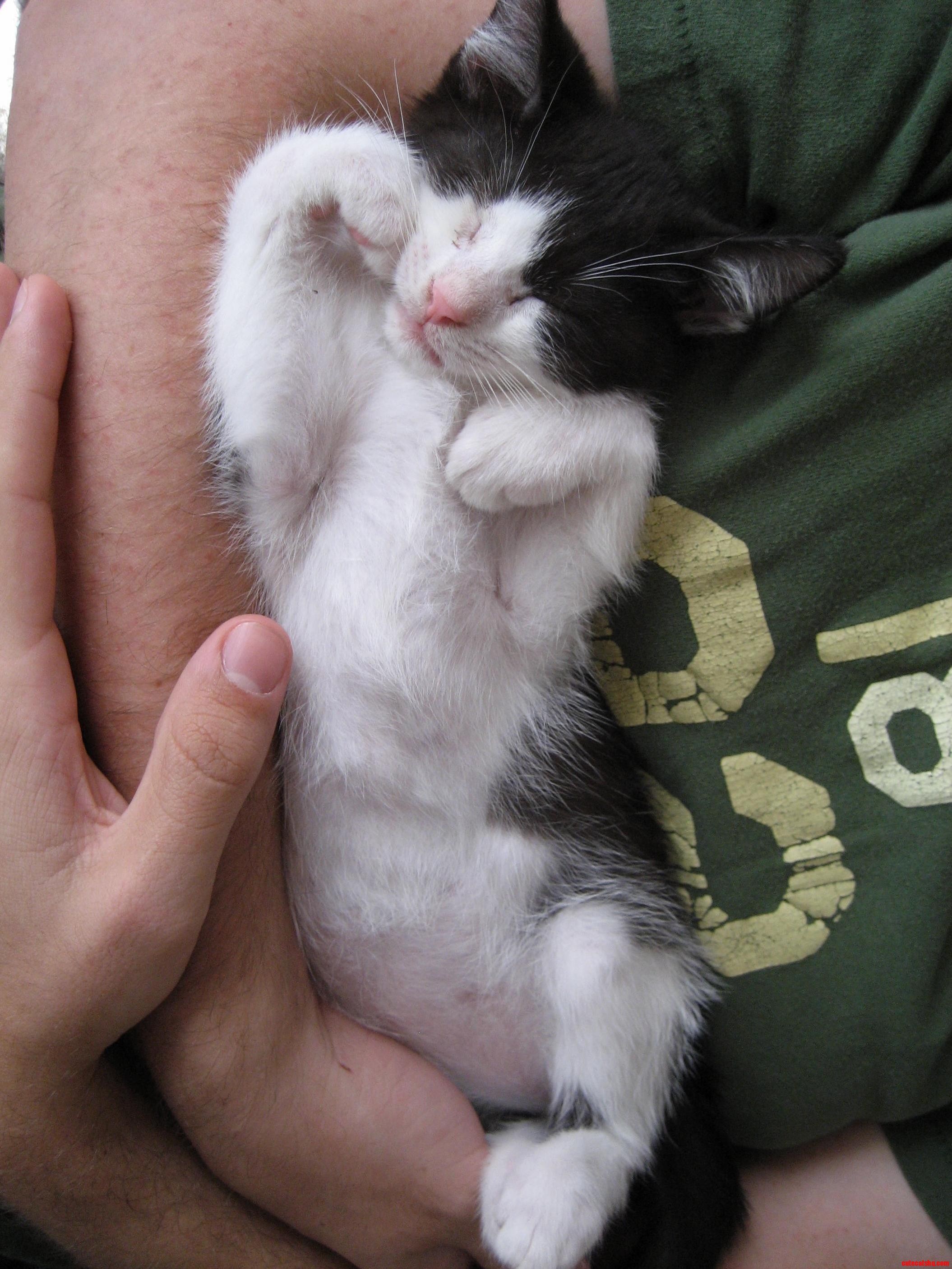 My Kitten Jerry Asleep in My Arms