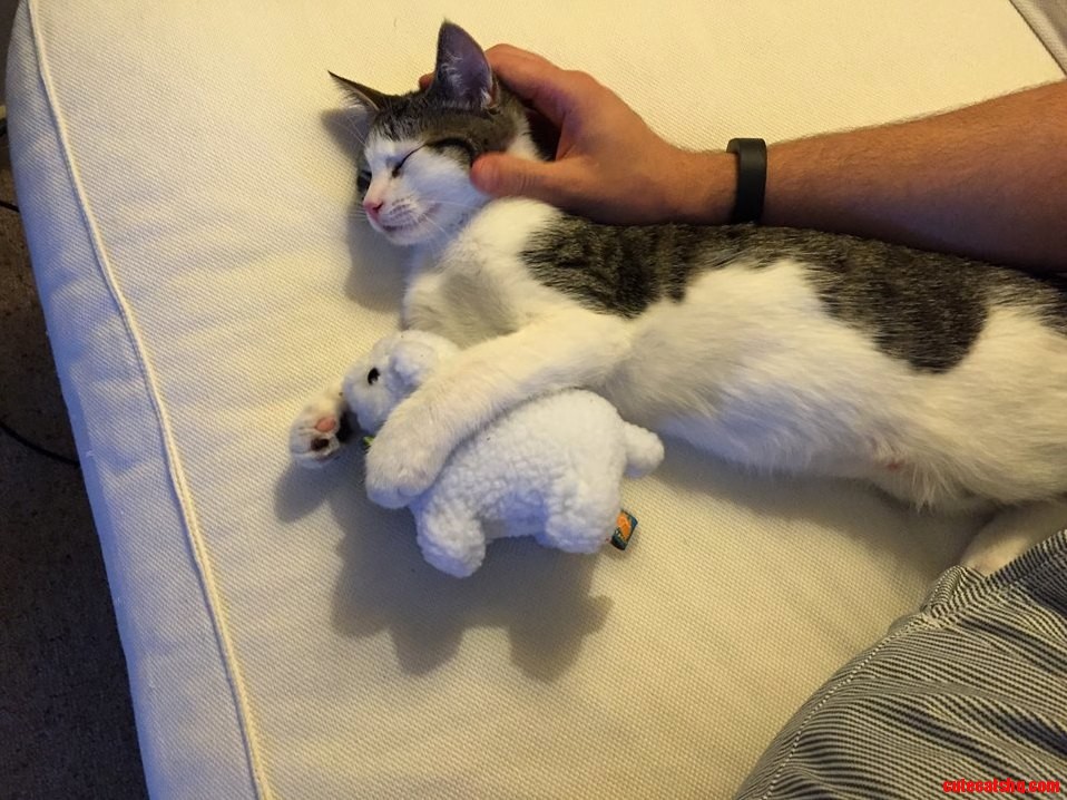 My Kitten Loves His Lamb.