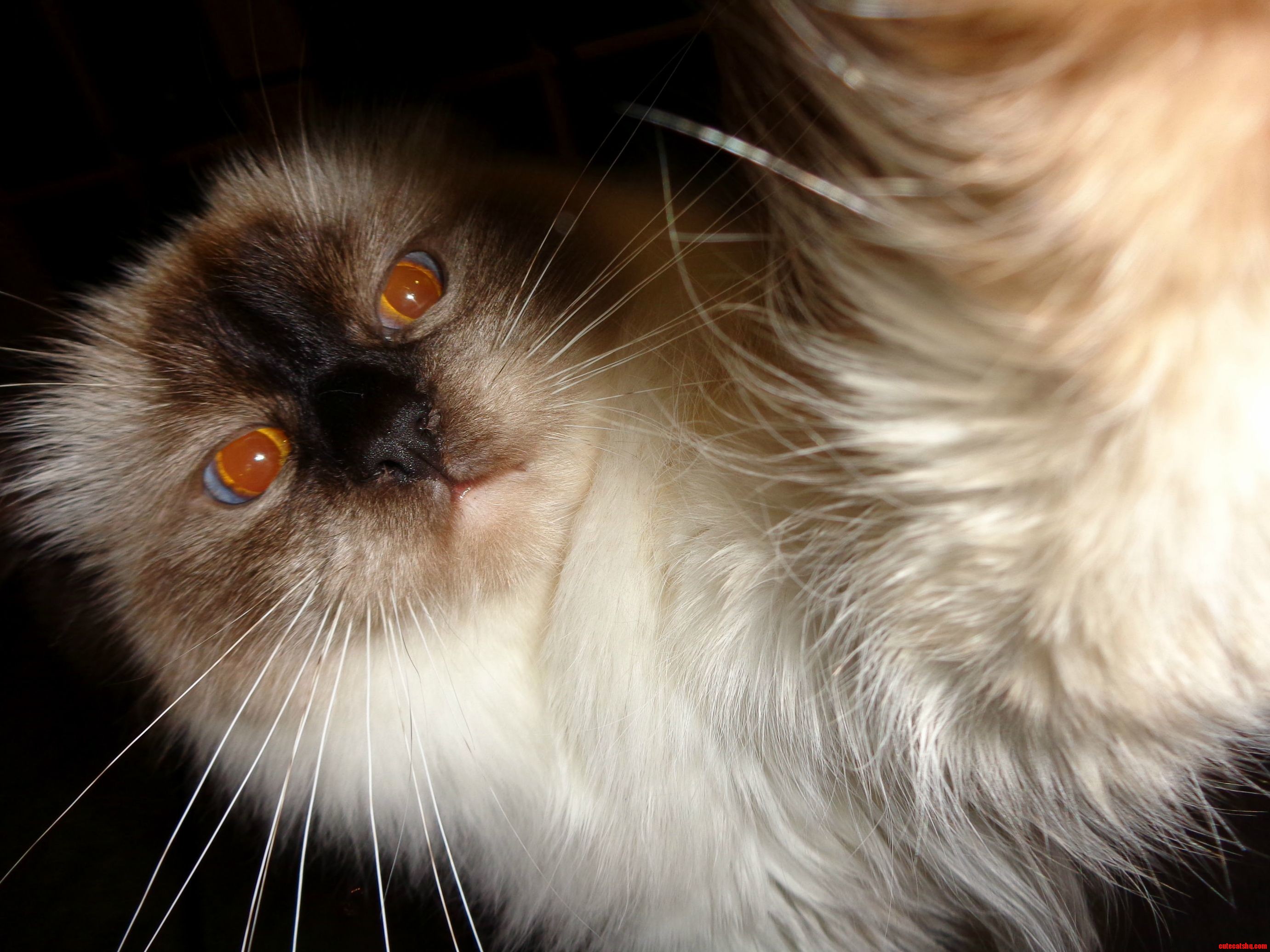 My Parents Judgmental Cat Taking a Selfie.