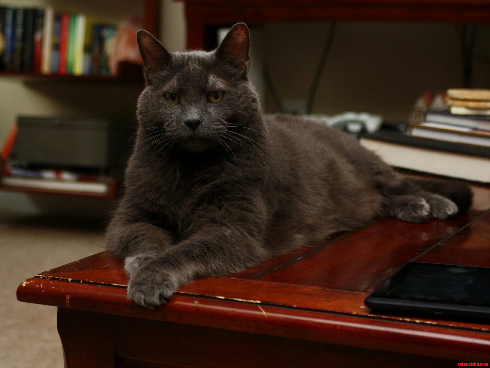 My Regal Old Man