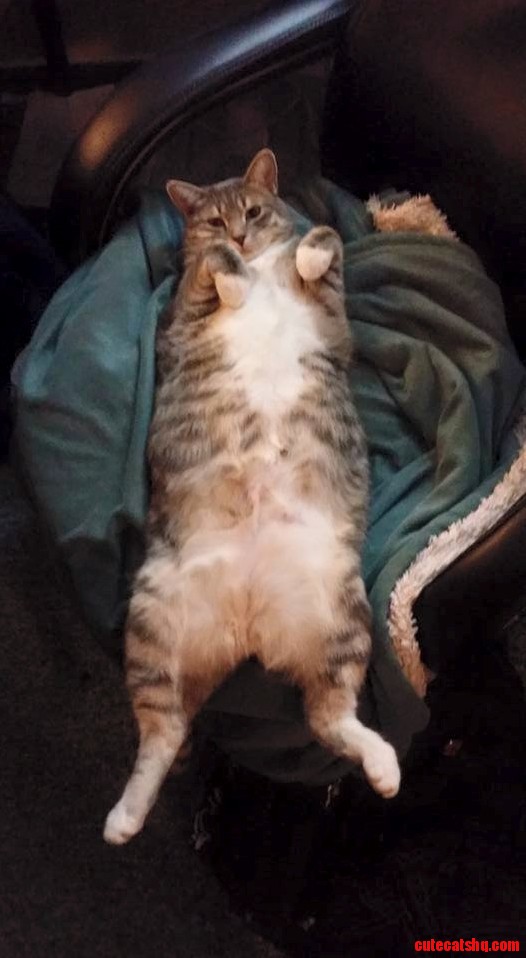 My Rescue Kitty Enjoying Life