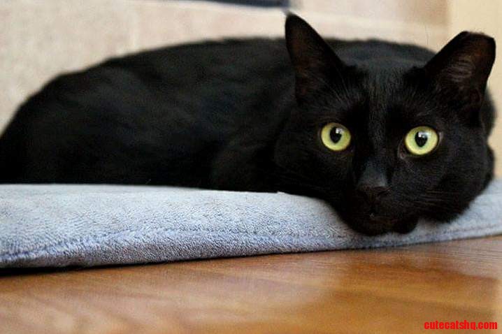 My Sisters Feral Cat Onyx Evander.