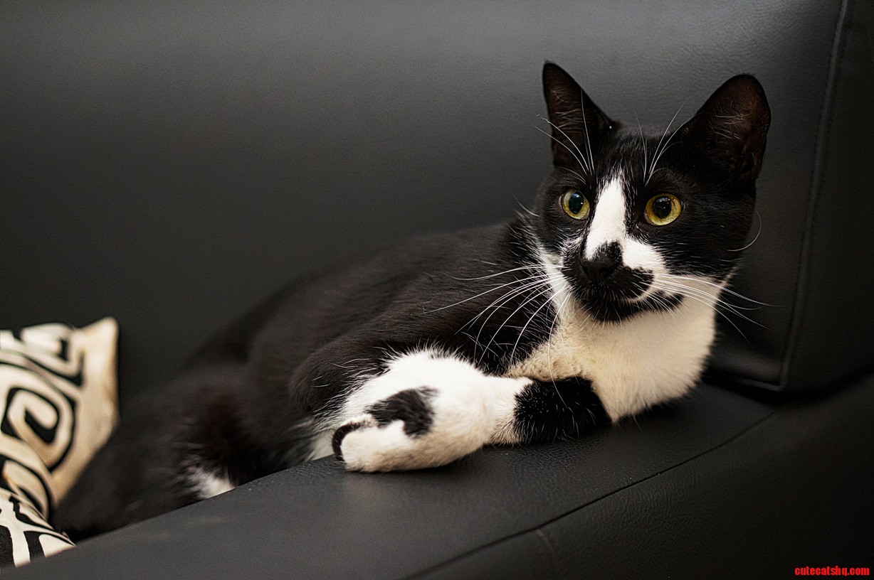 My Tuxedo Cat Is Alert
