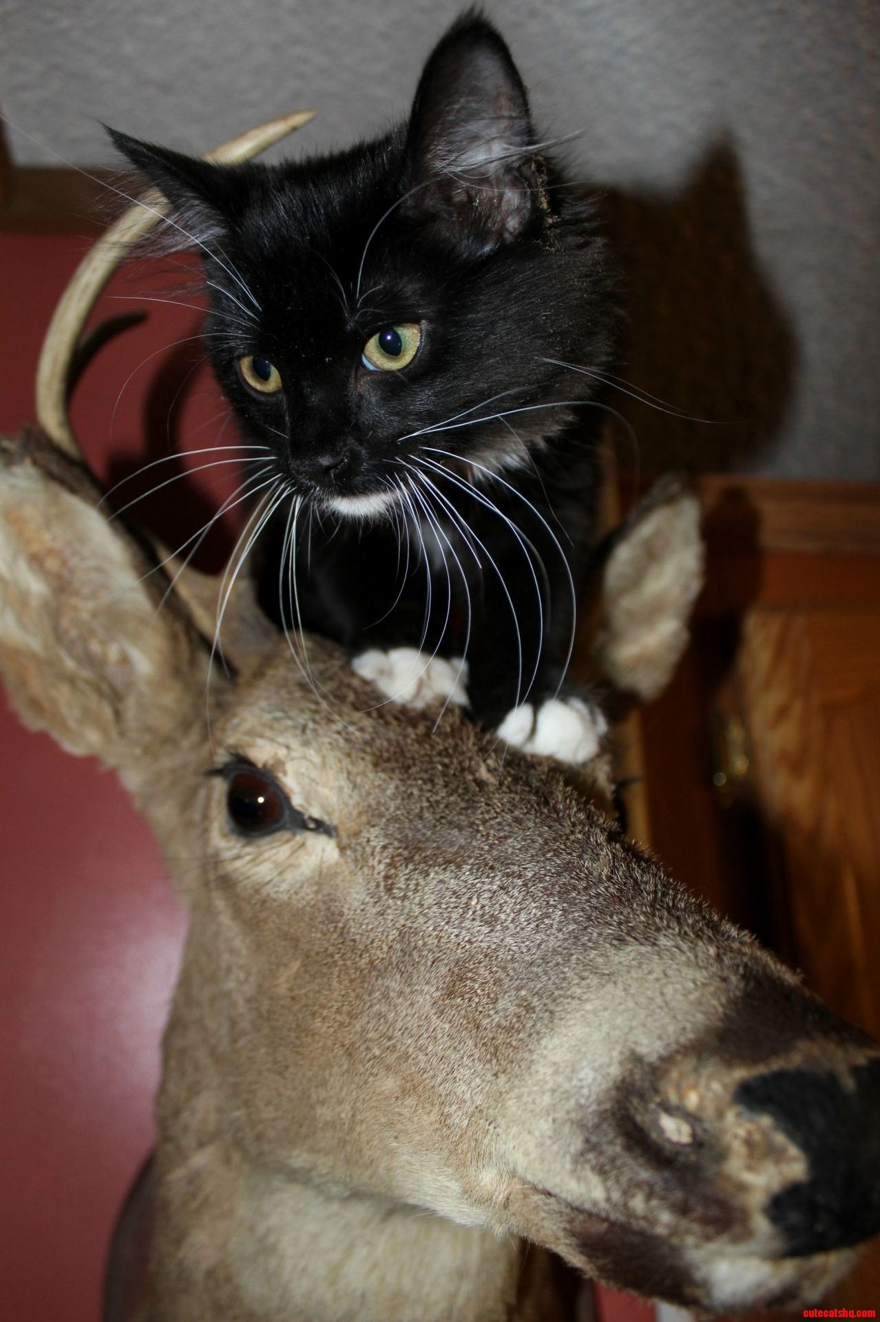 No Kitty Get Down