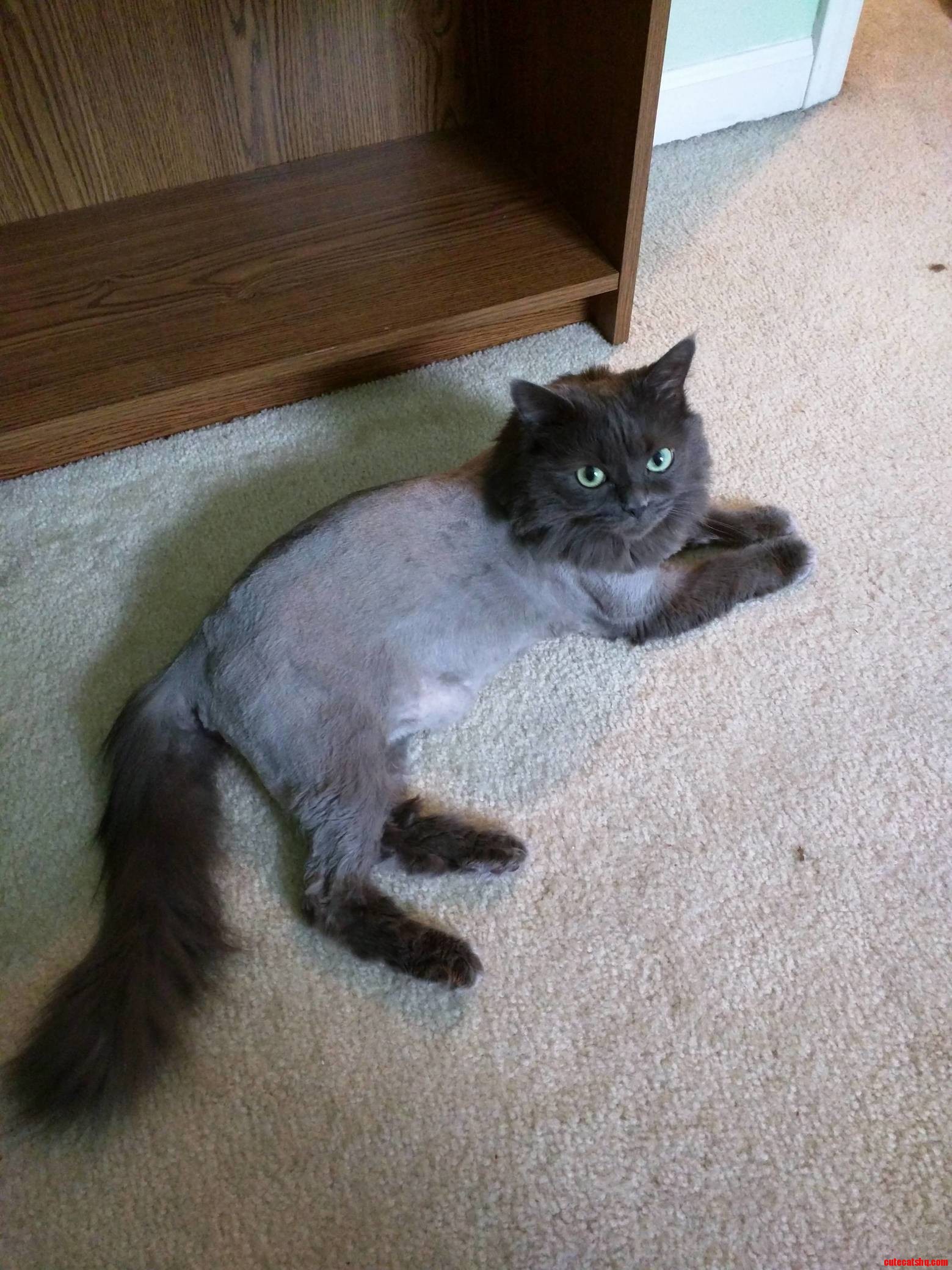 Not More Fur Mats for Ms. Sonic