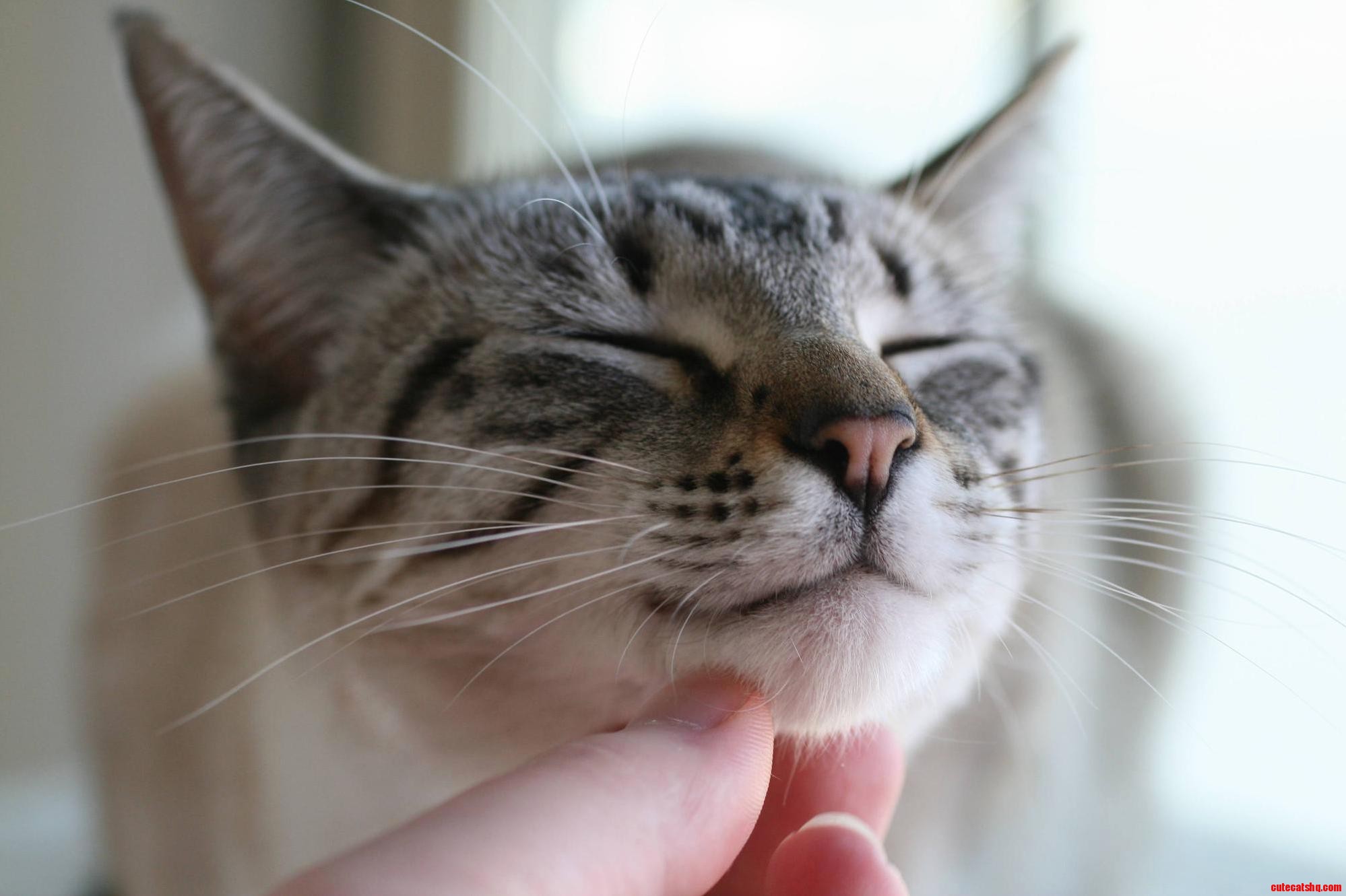 Nothing Makes Lyra Purr Like a Good Chin Scratch.