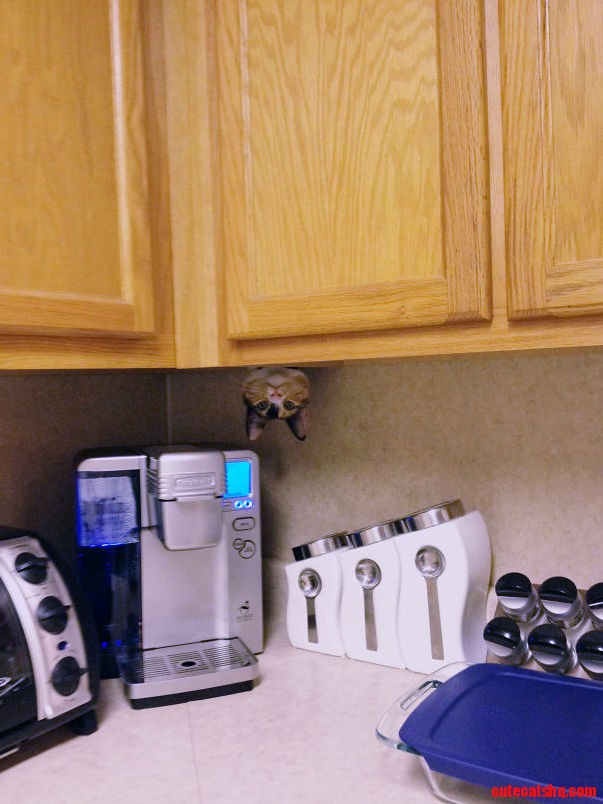 Oh Hi
