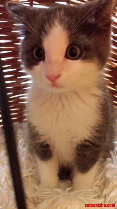 Our Cat Boba Went to the Vet for the First Time. Kind of Shocked.