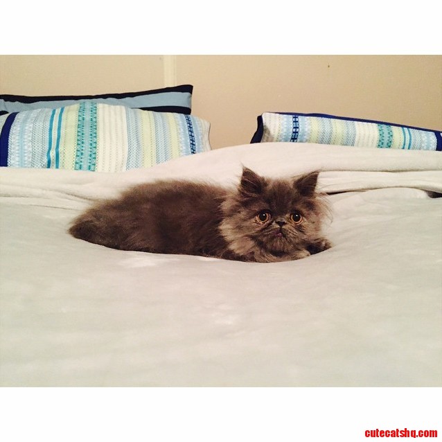 Our Gorgeous Little Gizmo