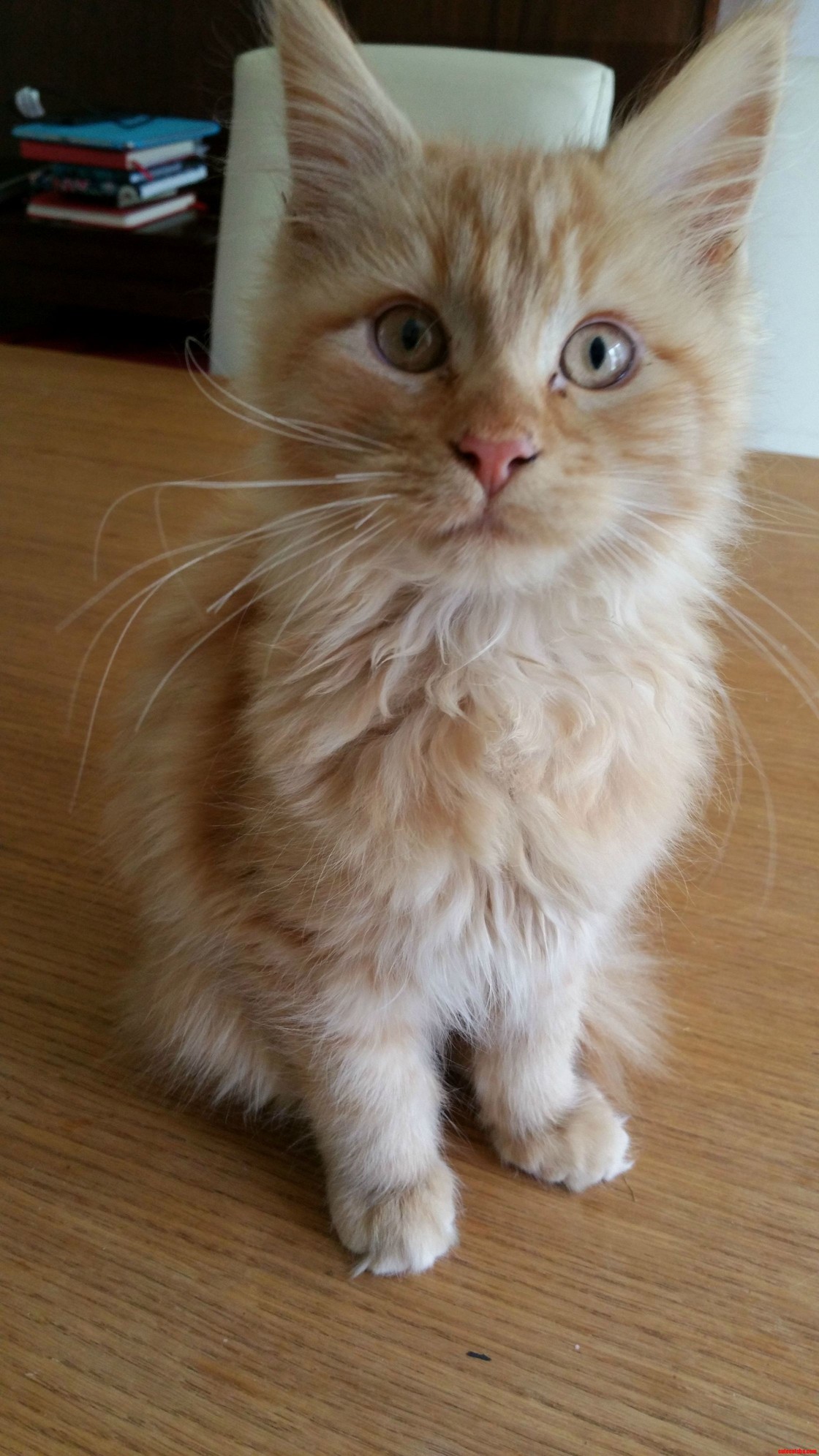 Our Newest Addition Maine Coon