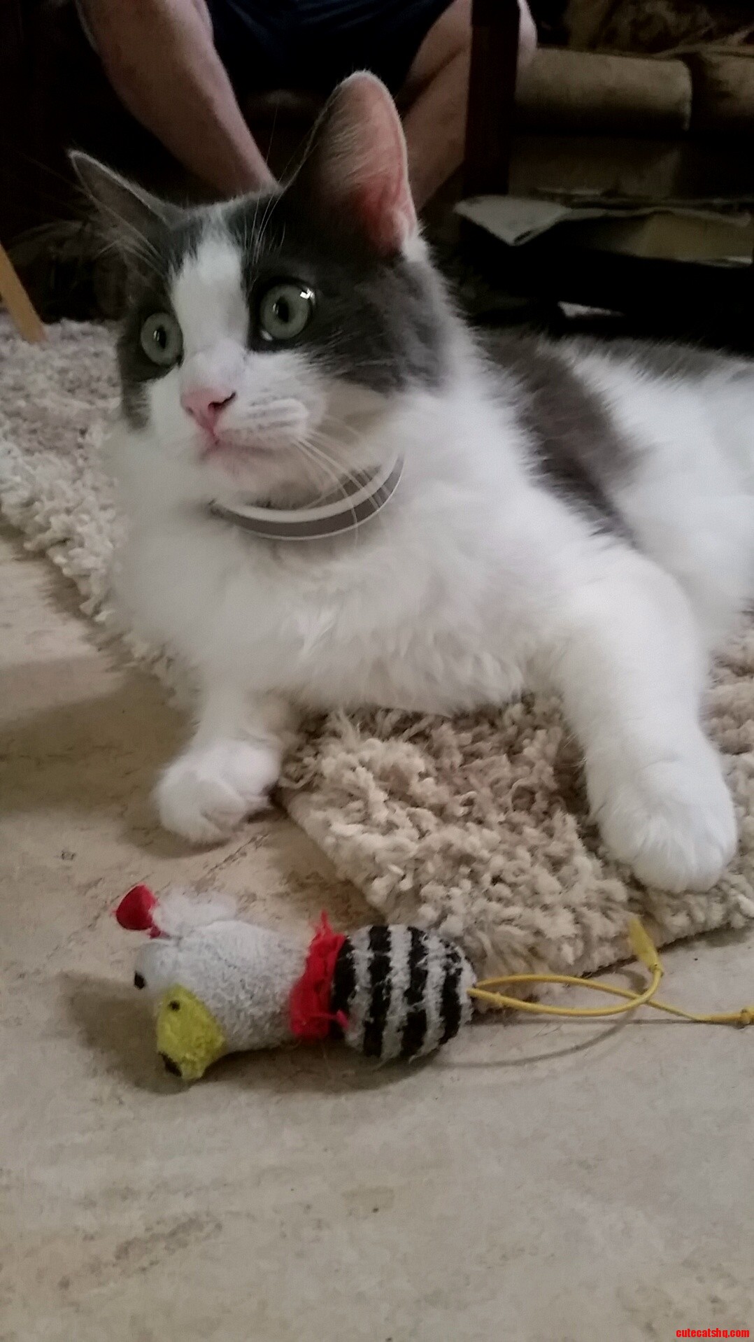 Penduncle and Mr.chicken