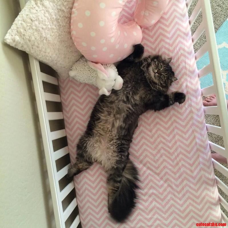 Pretty Sure Our Cat Thinks the Crib We Put Together Was for Him.