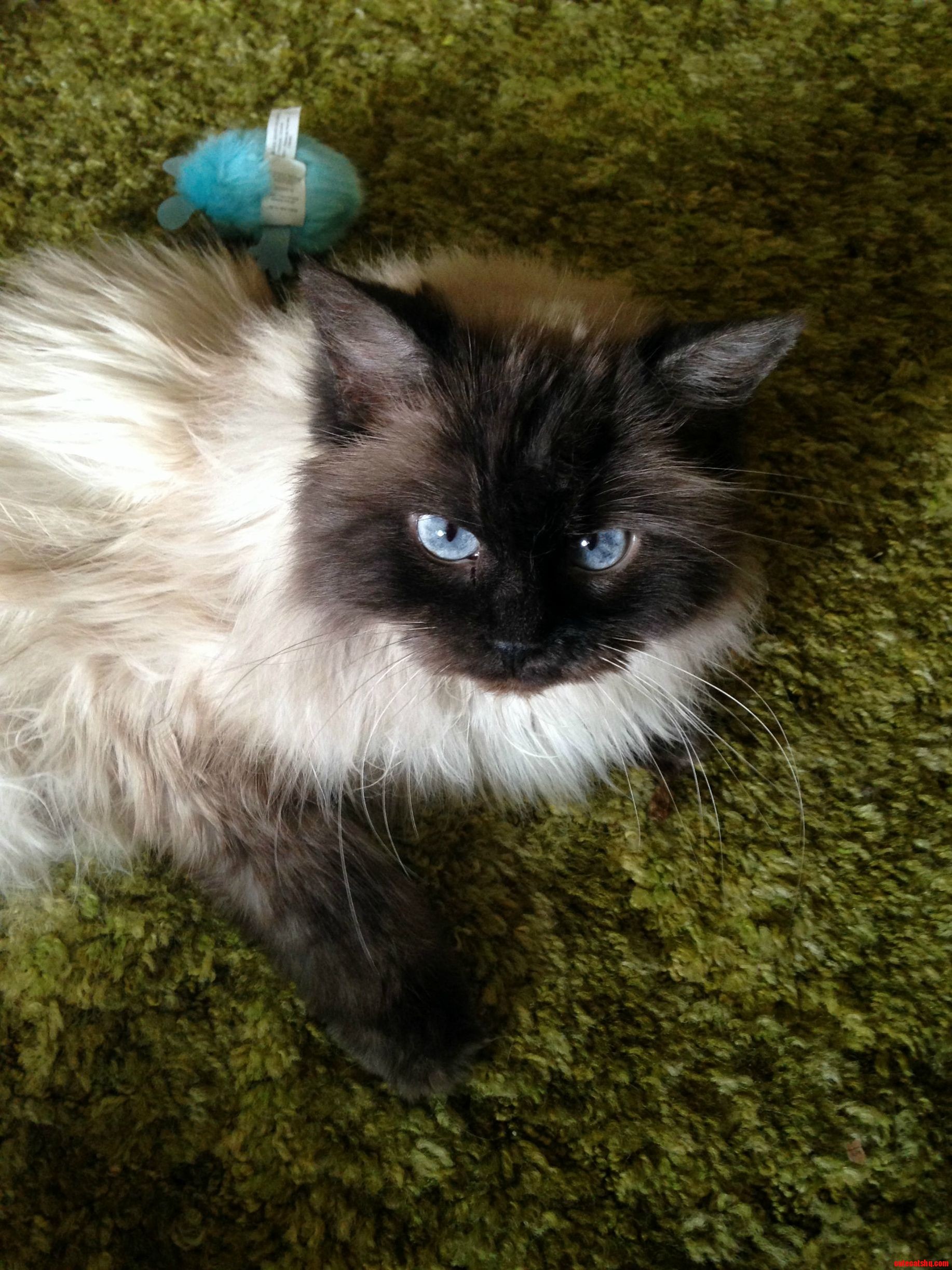 Rika Actually Looked at the Camera for Once.