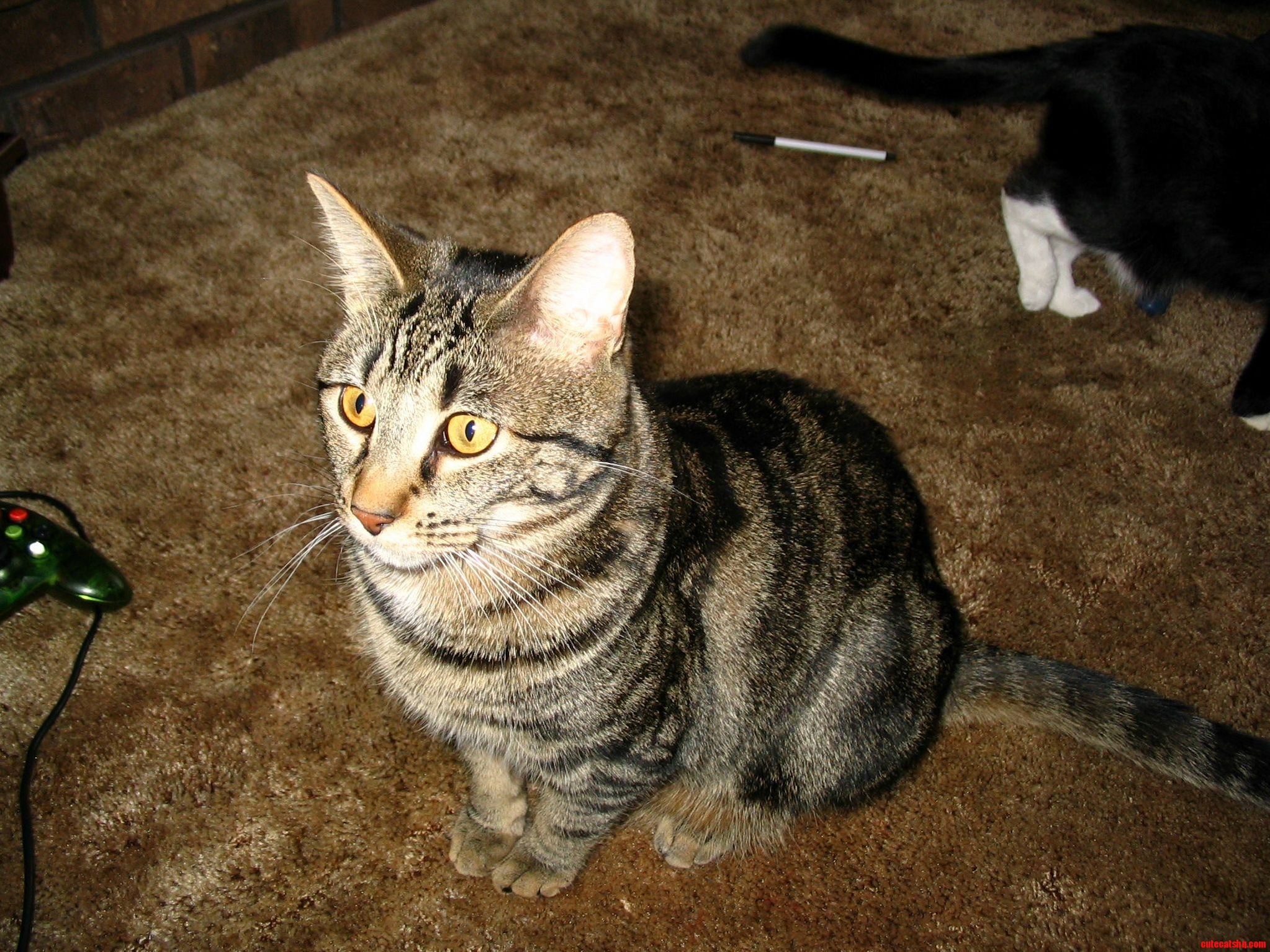 Rip Mr. Frodo Baggins - What Its Like to Put Your Cat to Sleep