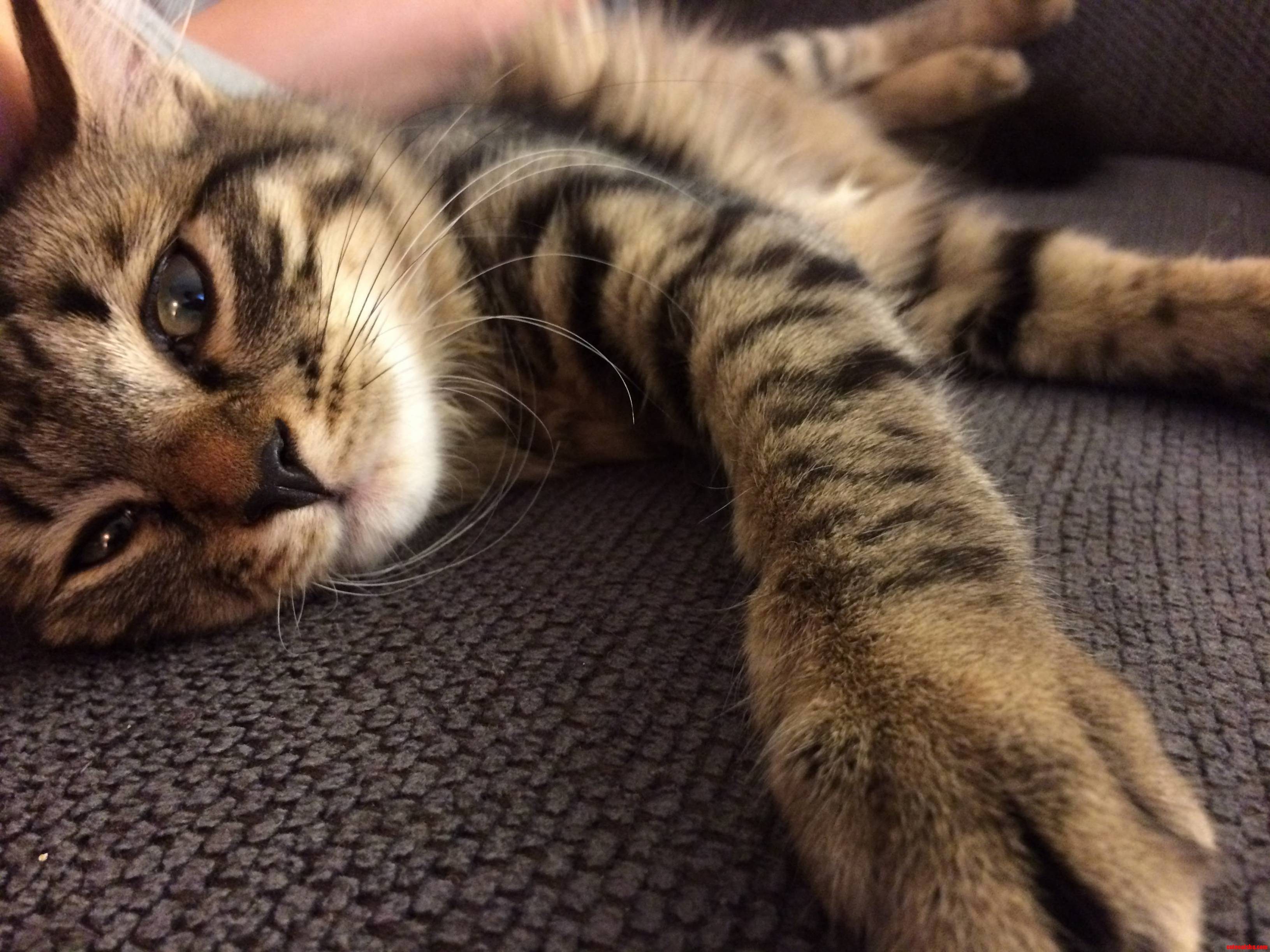 Sasha the Siberian Cutest Kitten Ever