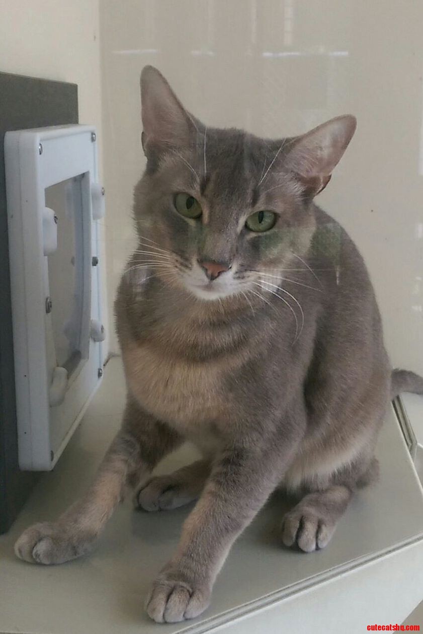 Scared and Very Wary Cat Home from the Shelter.