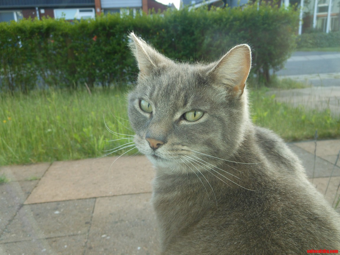 Serious Cat