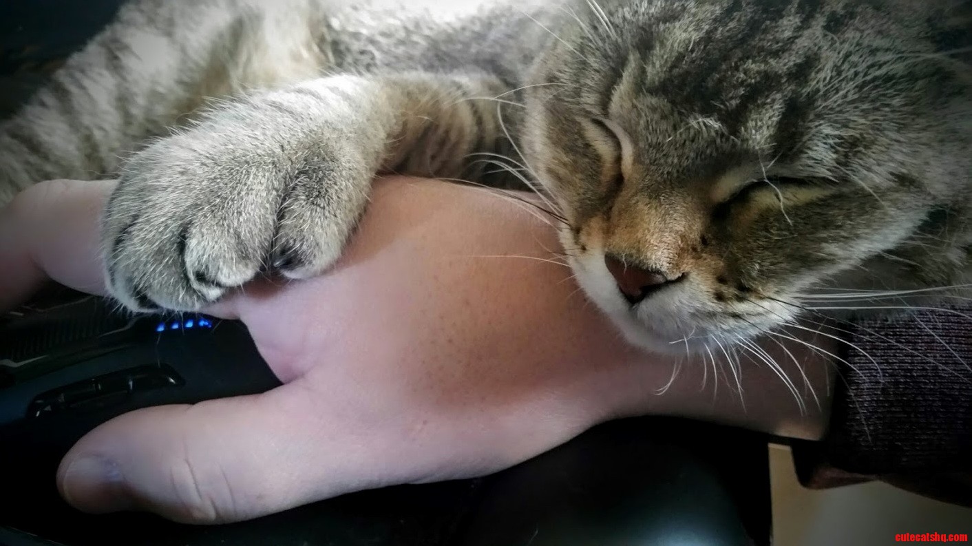 She Is Helping Me Work from Home Today.