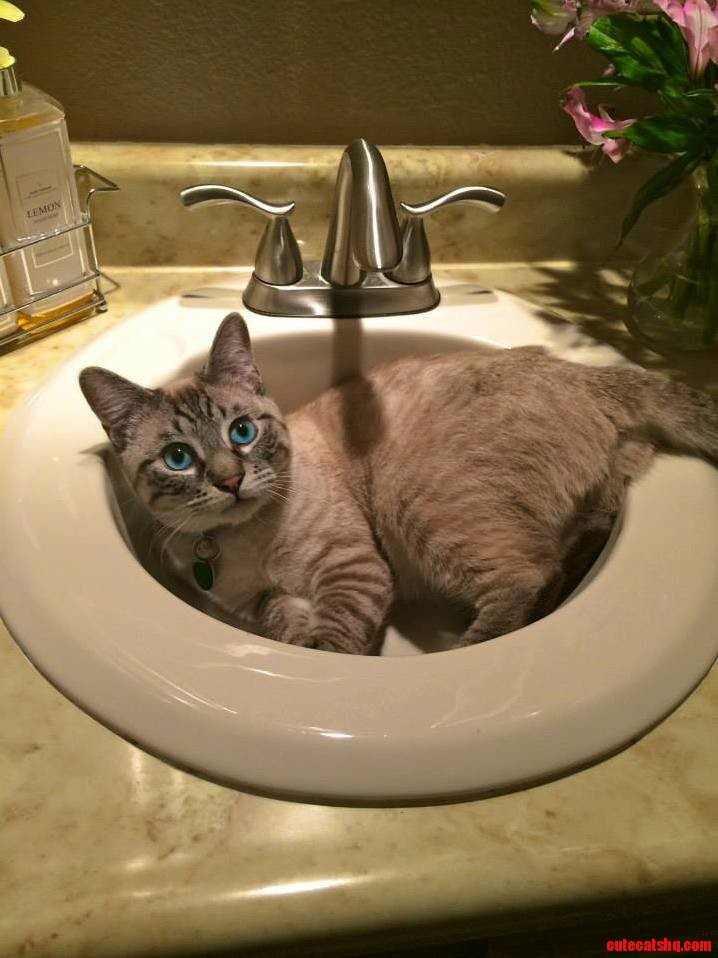 Sink Cat Doing Sink Cat Things