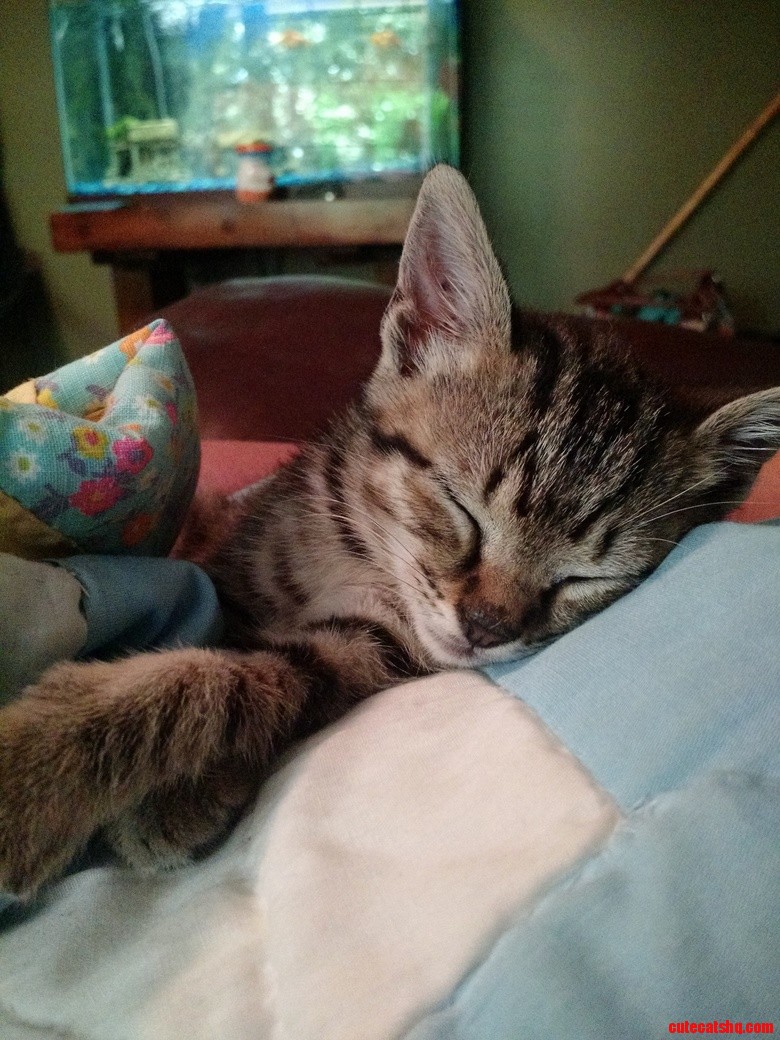Sleeping Kitty