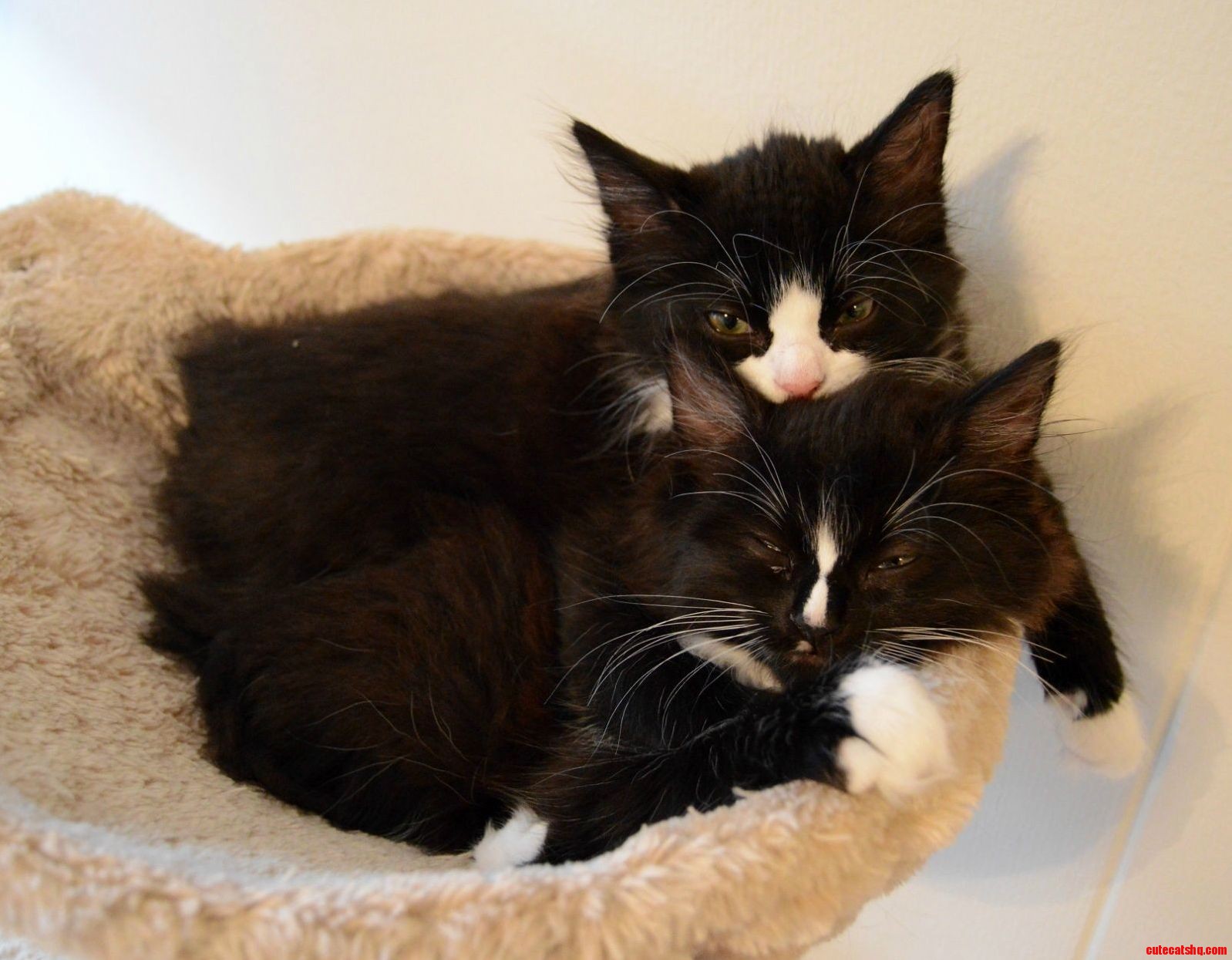 Sleepy Cuddles